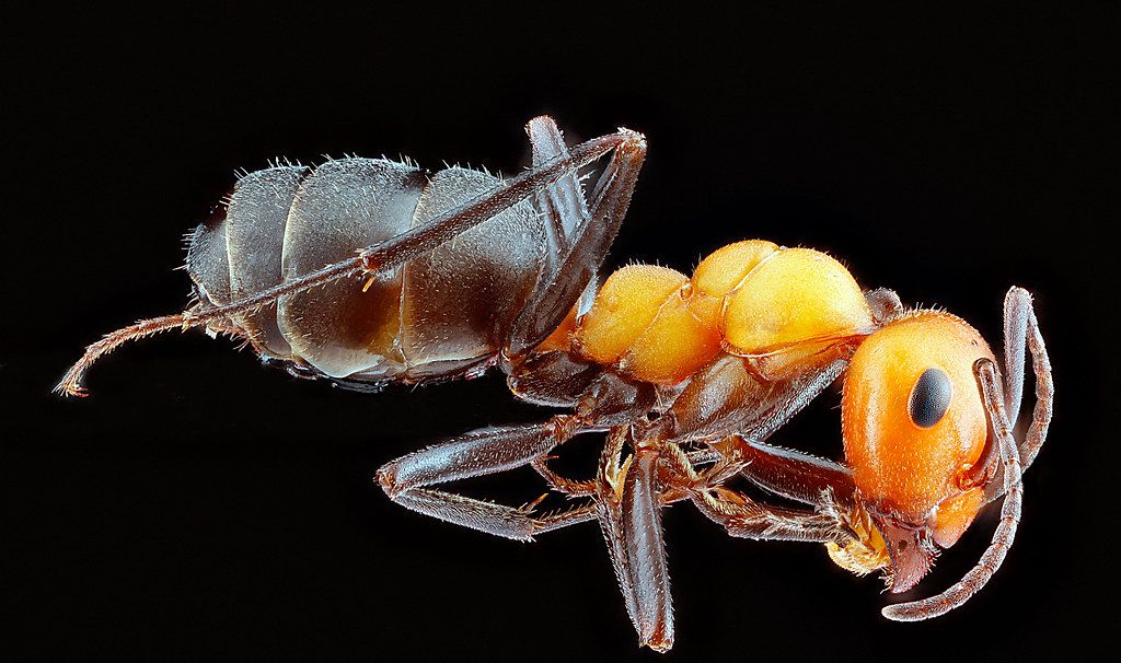 Ant Control service in Cedar Rapids, IA