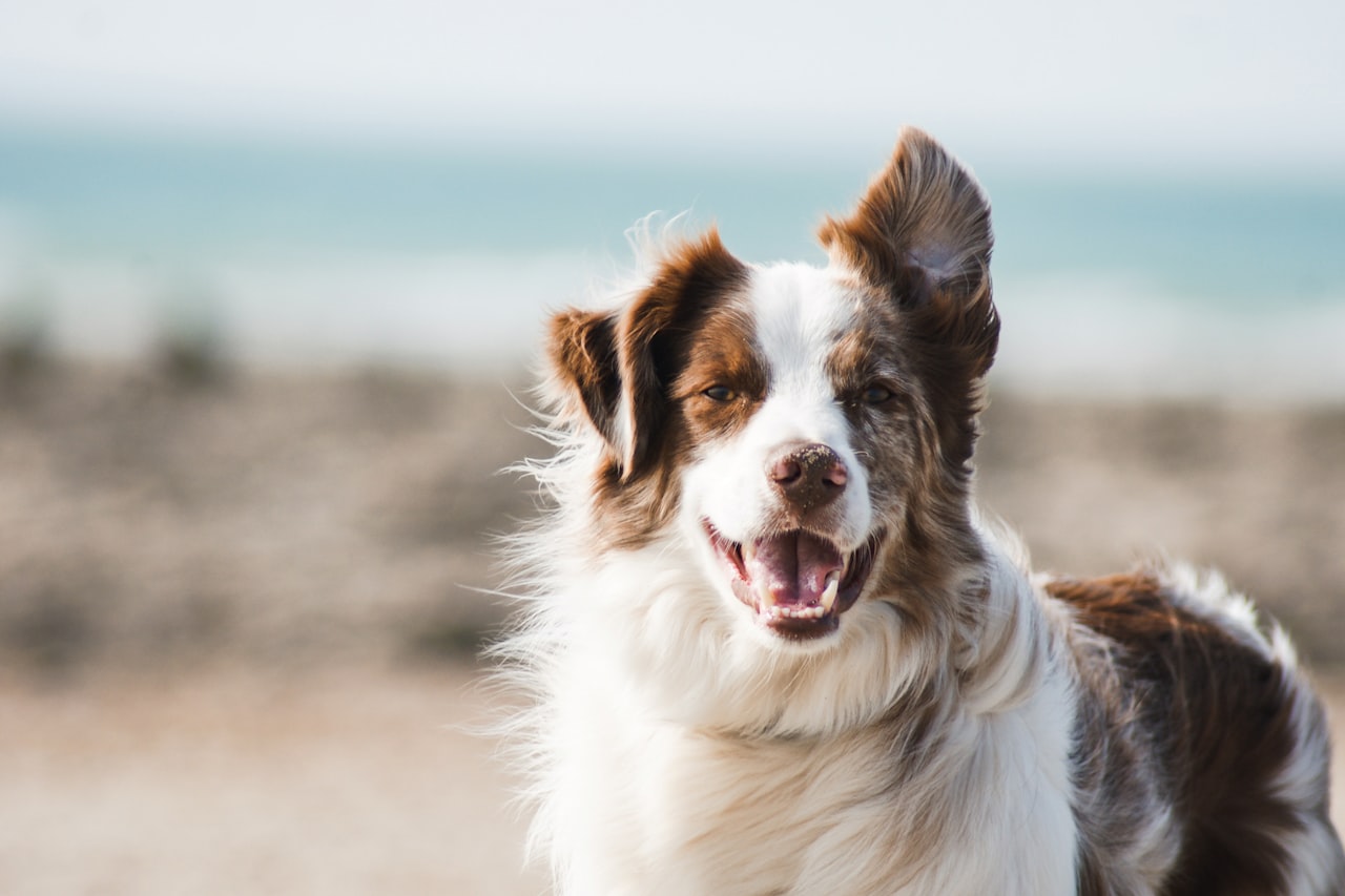 Flea & Tick Control service in Cedar Rapids, IA