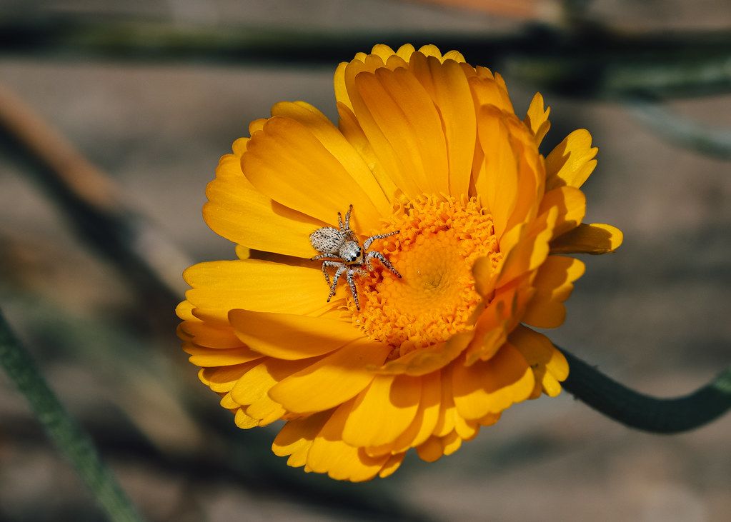 Spider Control service in Cedar Rapids, IA